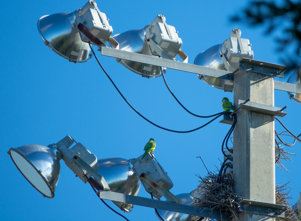 Калита сіроволий - ML645163603