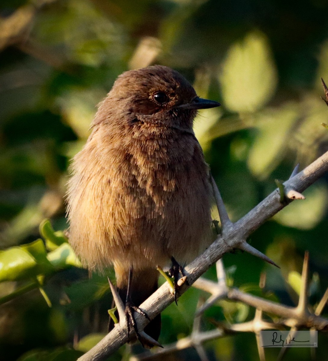 bramborníček černobílý - ML645163616