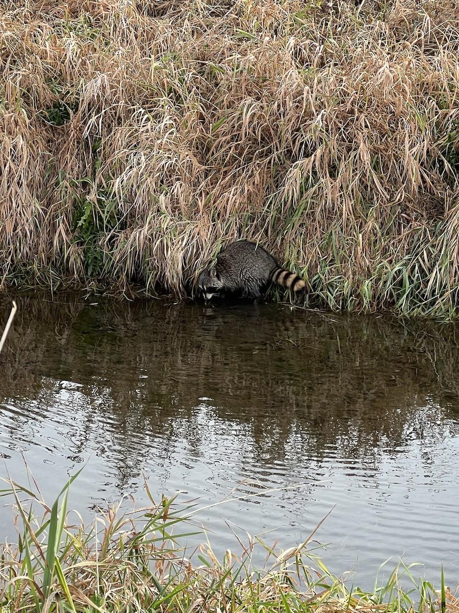 Mammals - ML645163635