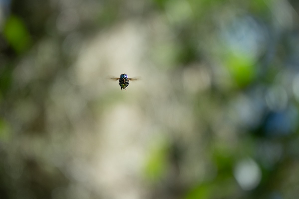 Green Jewel Fly - ML645163642