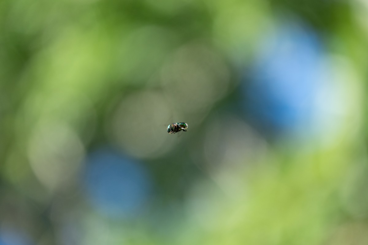 Green Jewel Fly - ML645163643