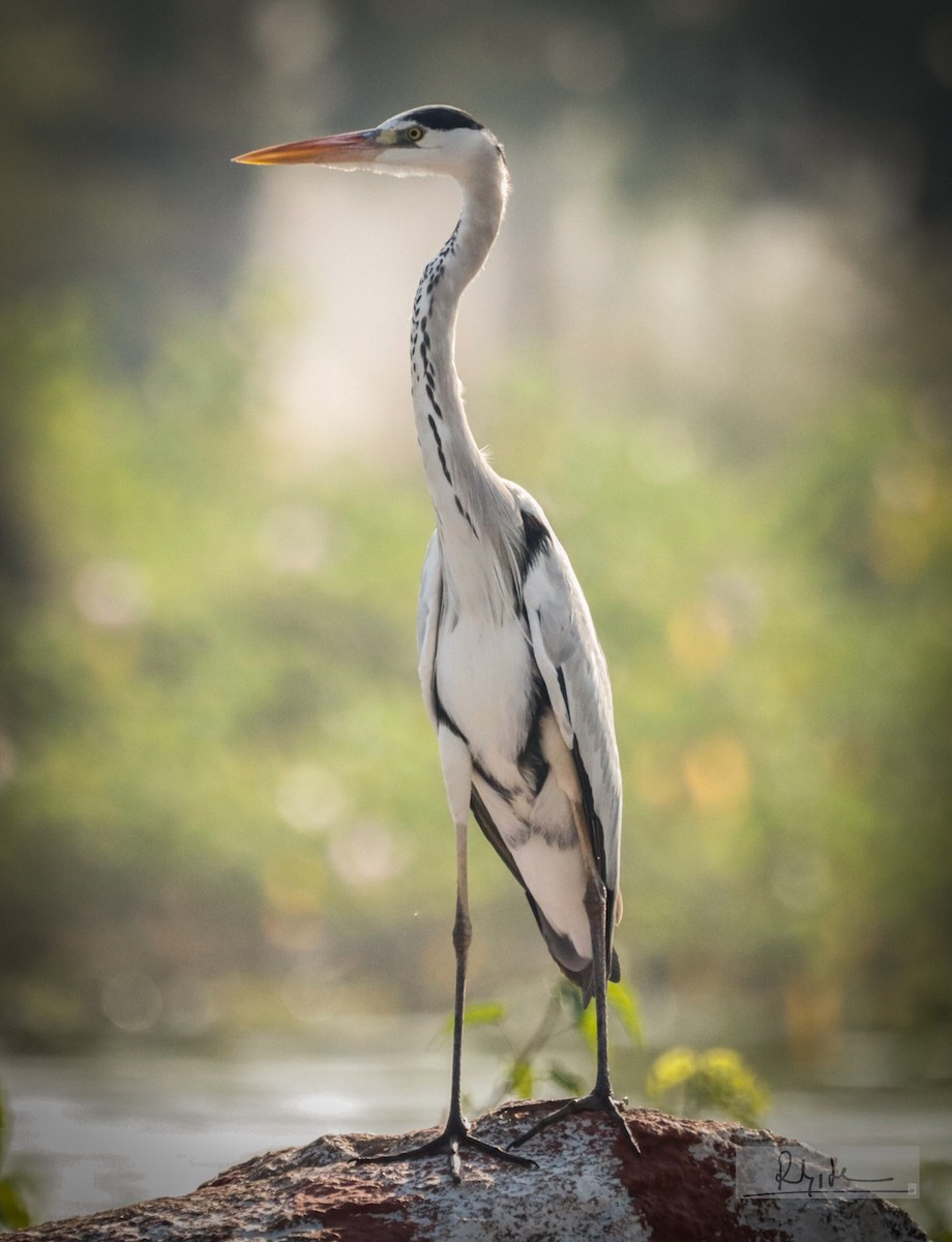 volavka popelavá - ML645163667