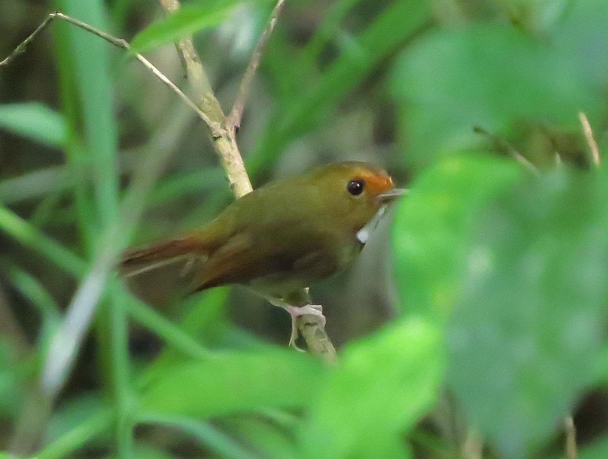 Rufous-browed Flycatcher - ML645163669