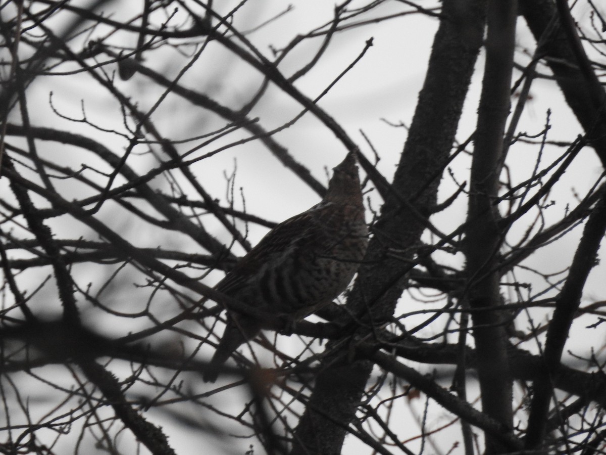 jeřábek kanadský - ML645163694