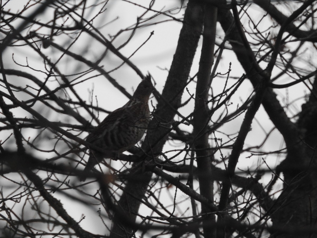 jeřábek kanadský - ML645163705