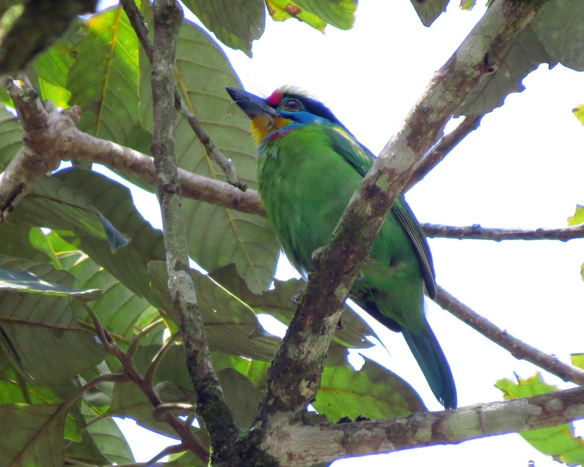 Barbudo Cejinegro - ML645163709