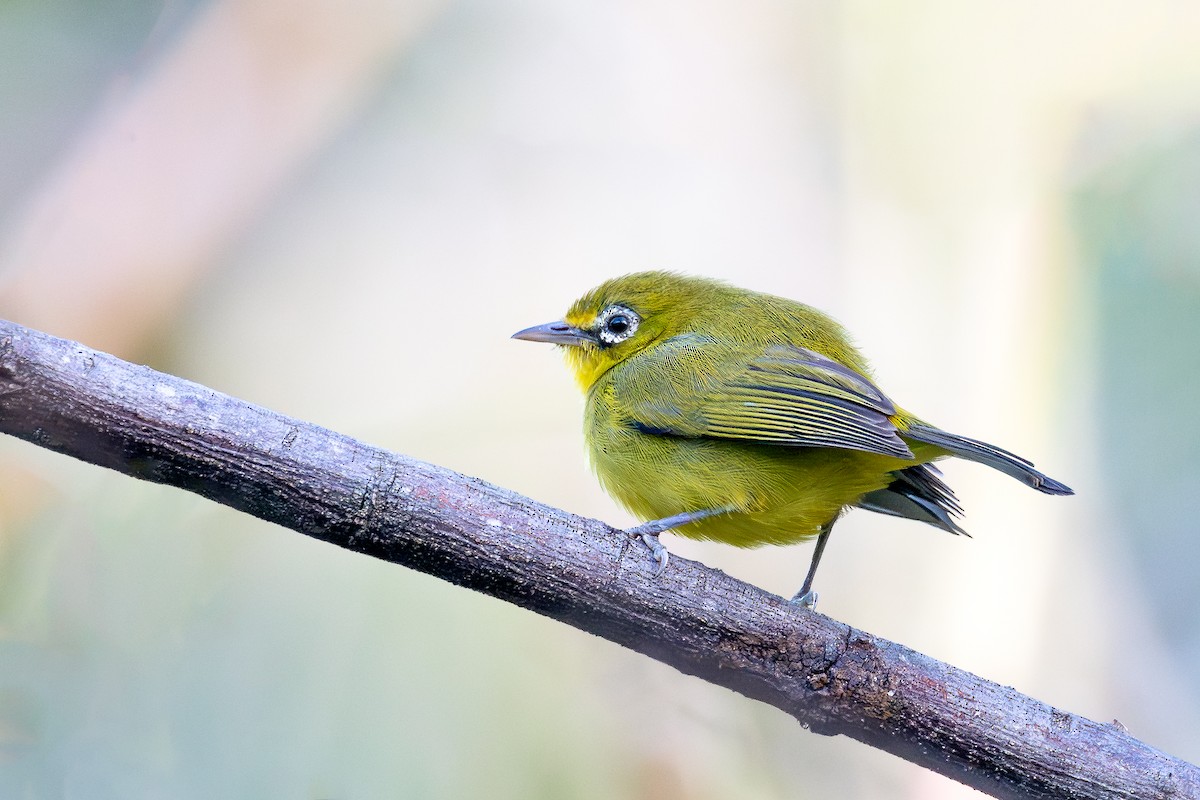 Lemon-bellied White-eye - ML645163723
