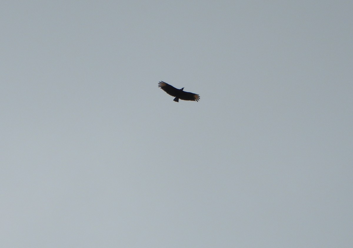 Black Vulture - ML645163731