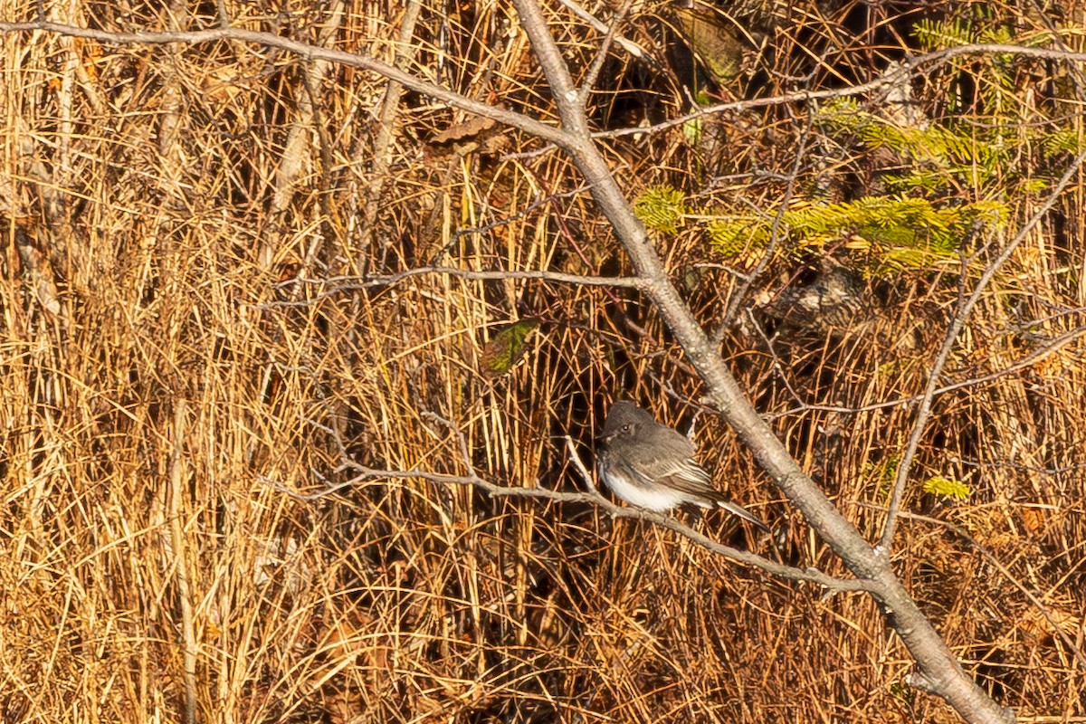 Black Phoebe - ML645163737
