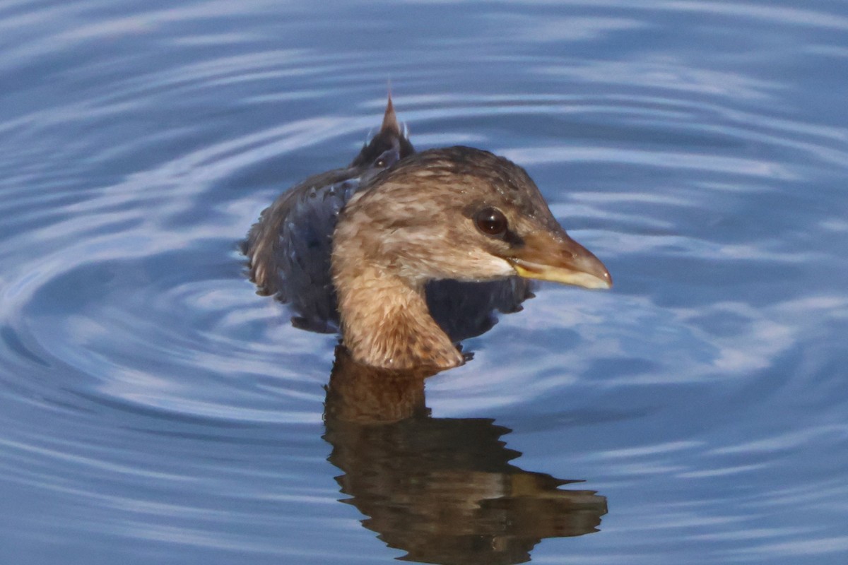 Pied-billed Grebe - ML645163743