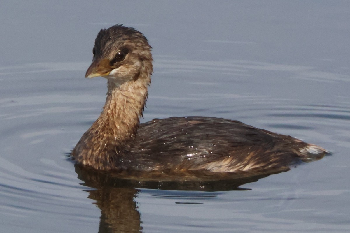 Pied-billed Grebe - ML645163744