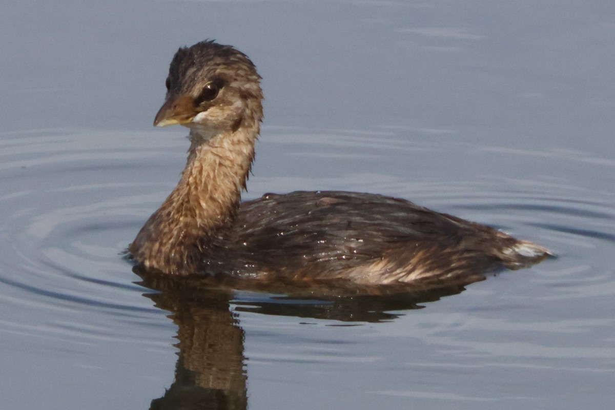Pied-billed Grebe - ML645163745