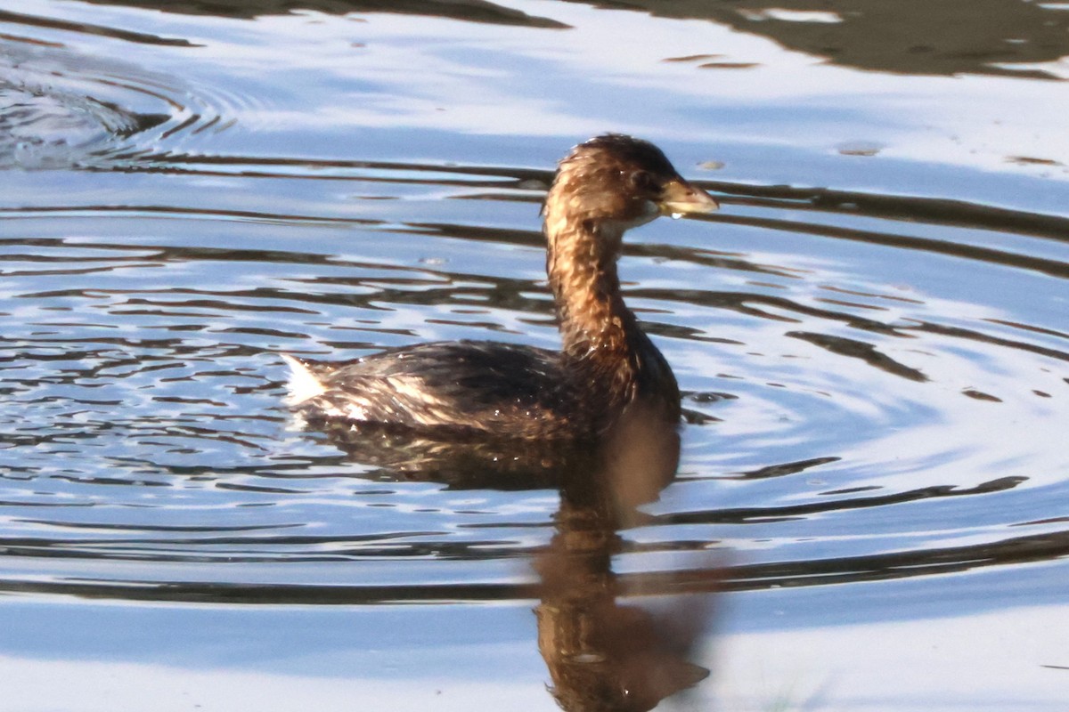 Pied-billed Grebe - ML645163746
