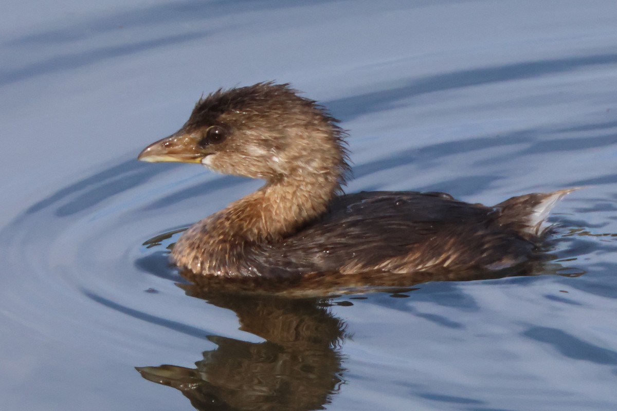 Pied-billed Grebe - ML645163747