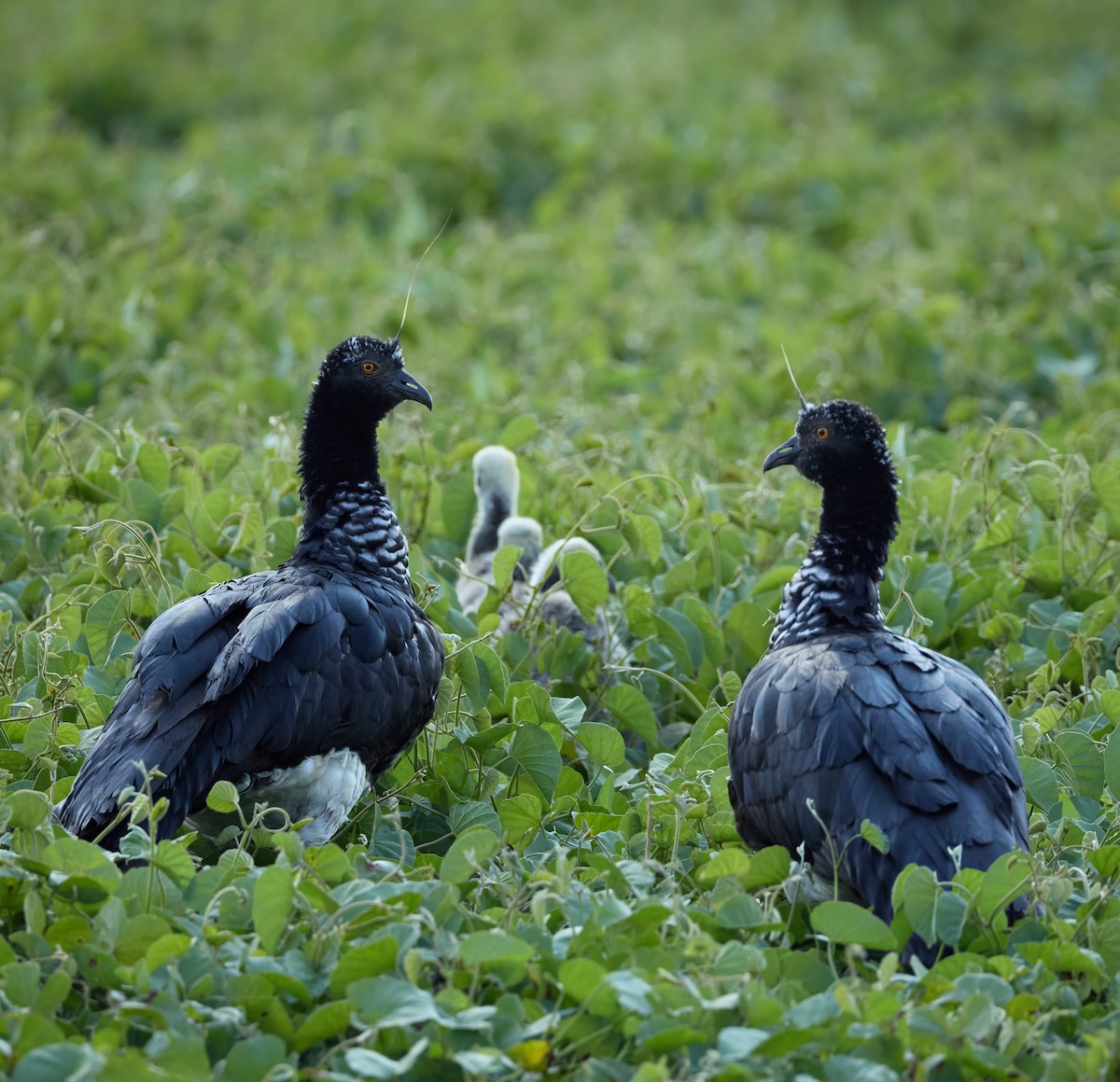 Horned Screamer - ML645163748