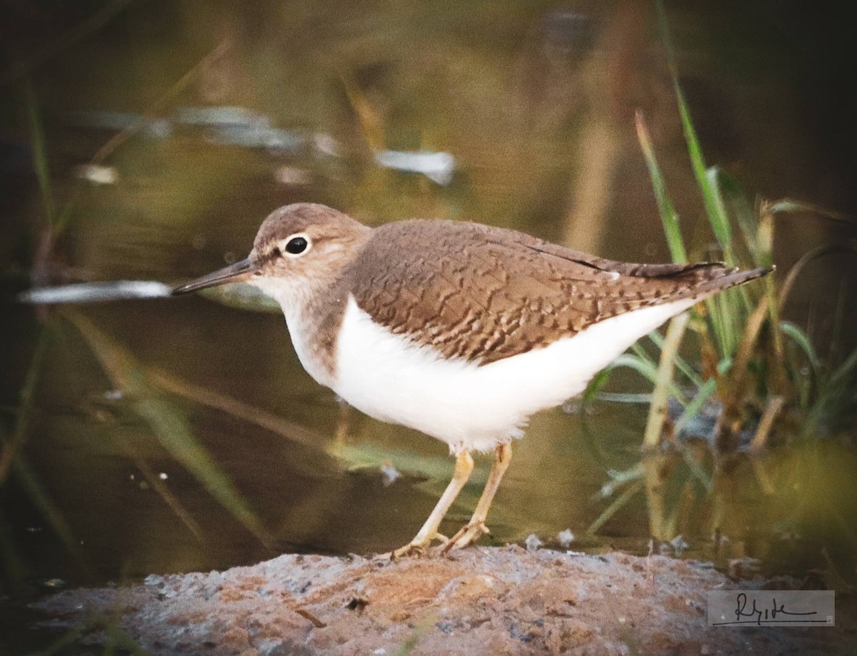 pisík obecný - ML645163755