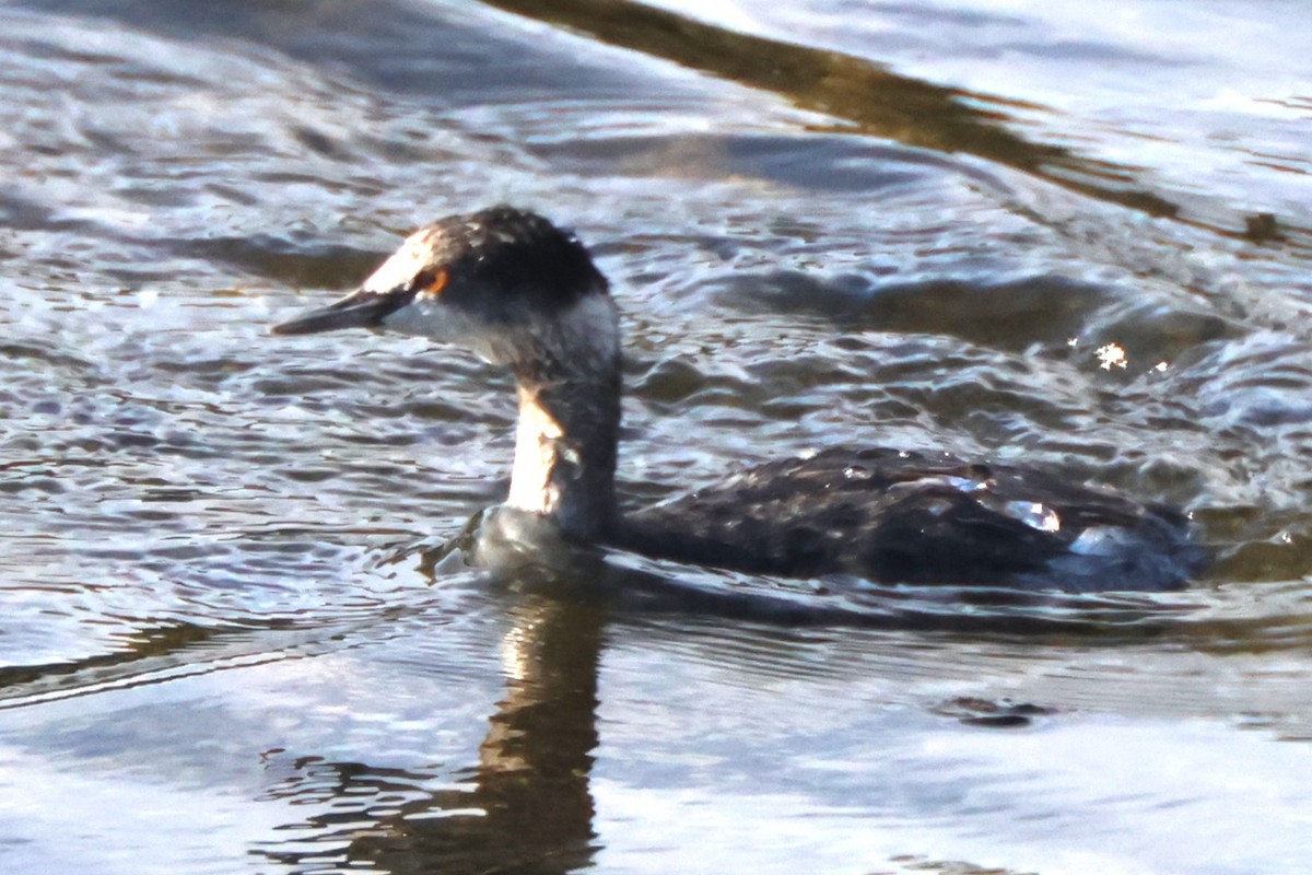 Eared Grebe - ML645163764