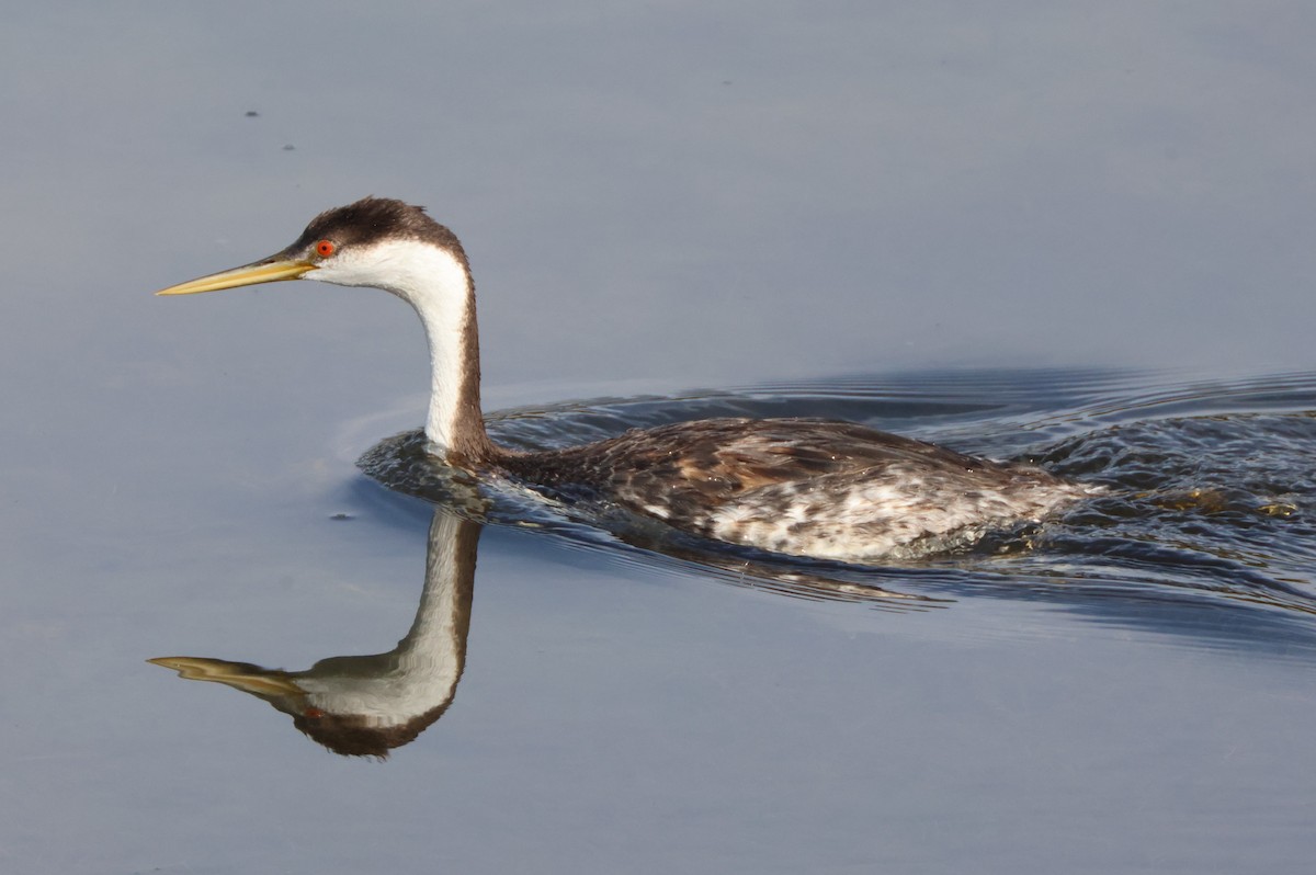 Western Grebe - ML645163782
