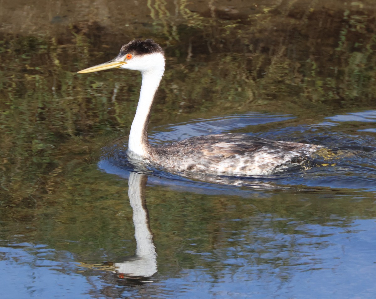 Western Grebe - ML645163783
