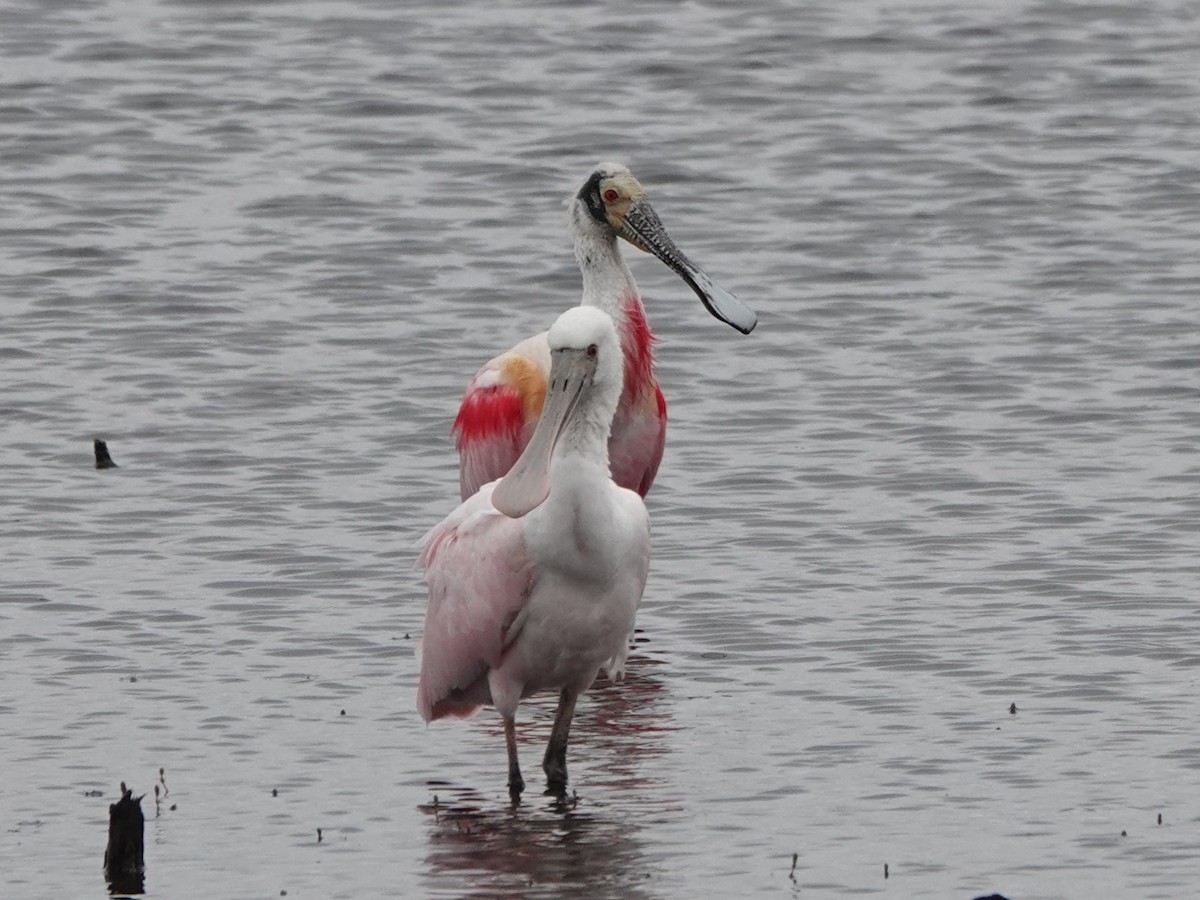 Espátula Rosada - ML645163799