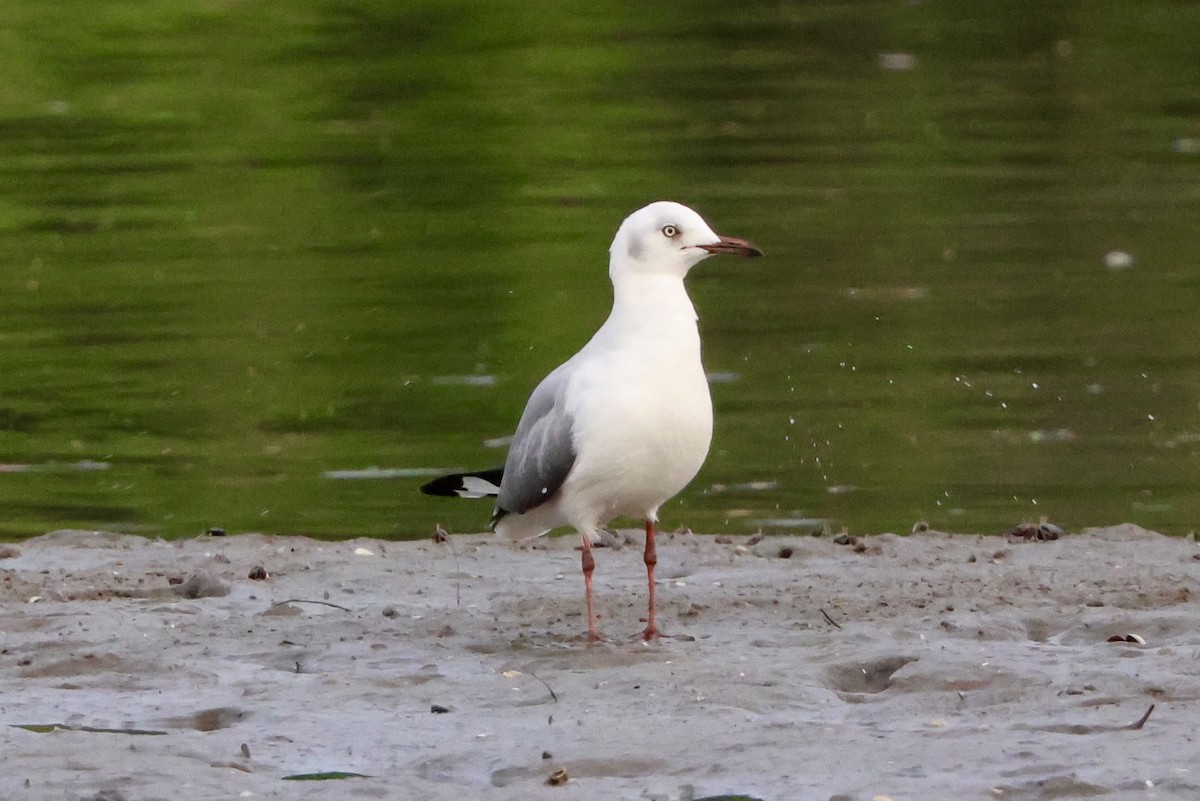 Мартин сіроголовий - ML645163801