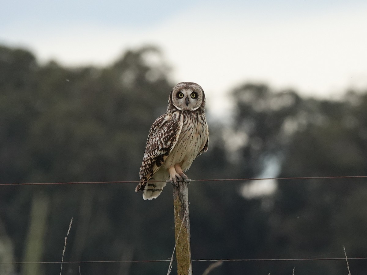 Zingira-hontza - ML645163804