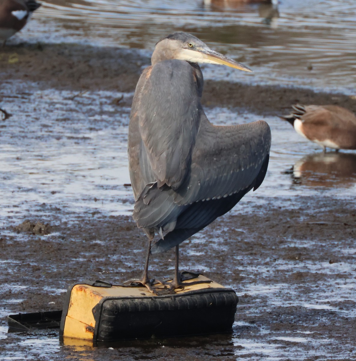 Great Blue Heron - ML645163809