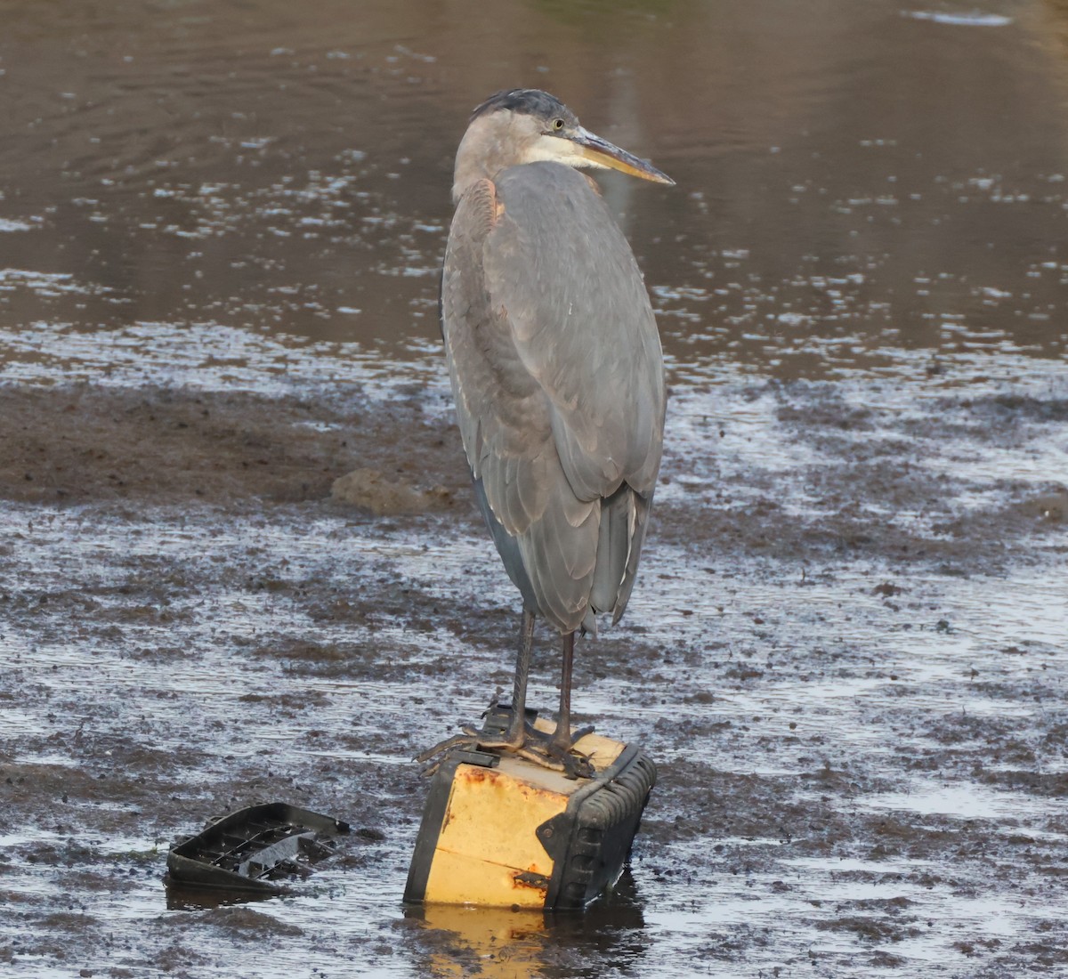 Great Blue Heron - ML645163810