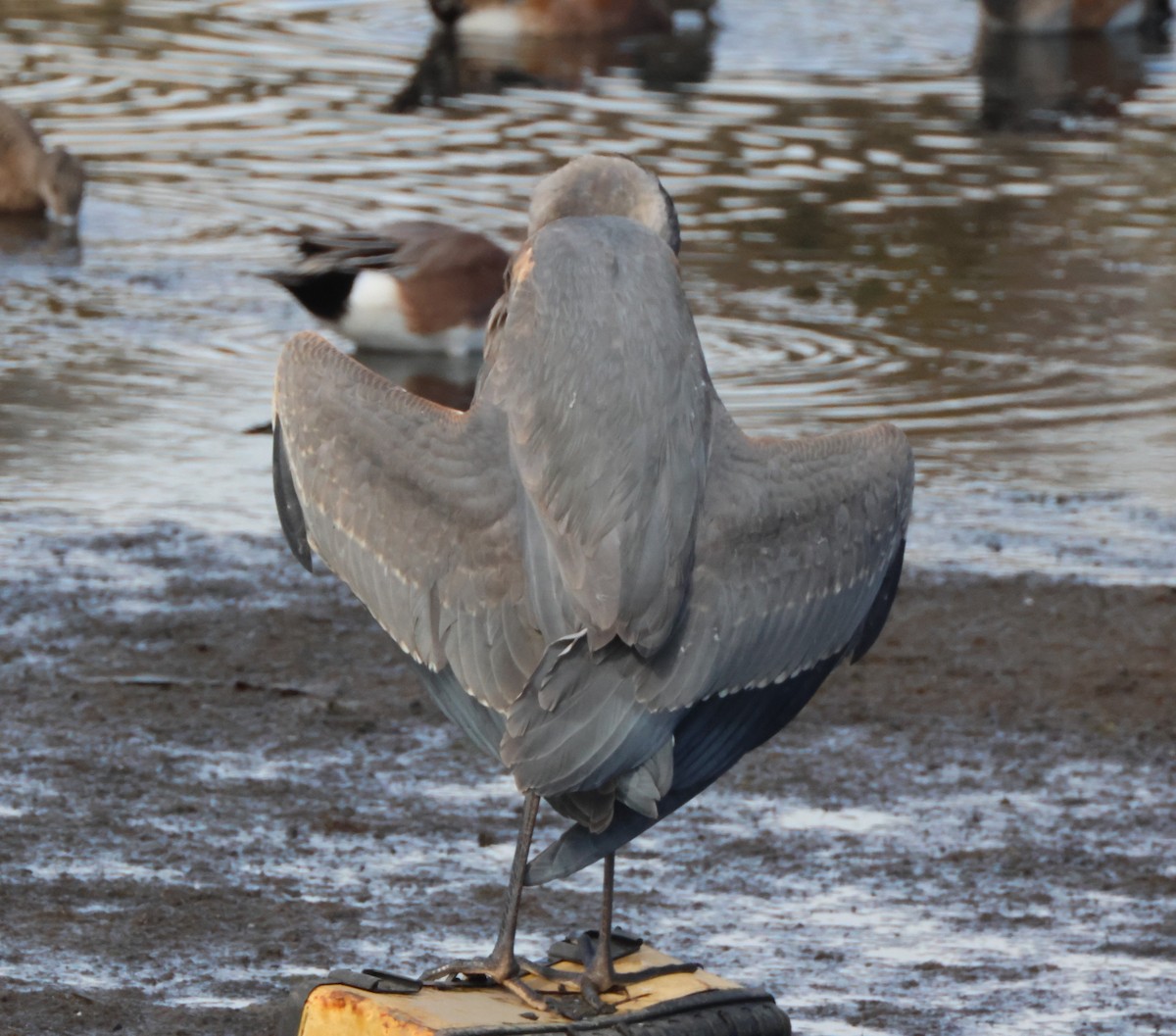 Great Blue Heron - ML645163811