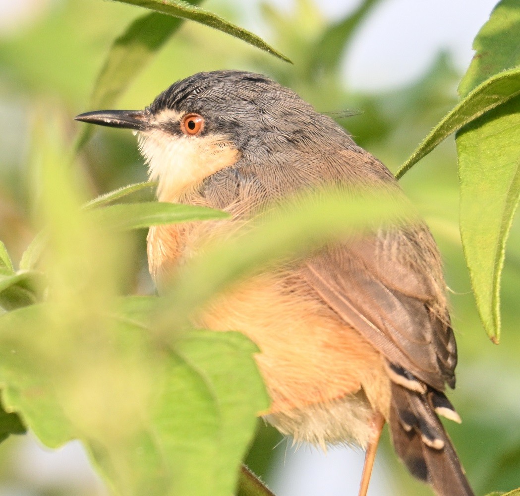 Ashy Prinia - ML645163827