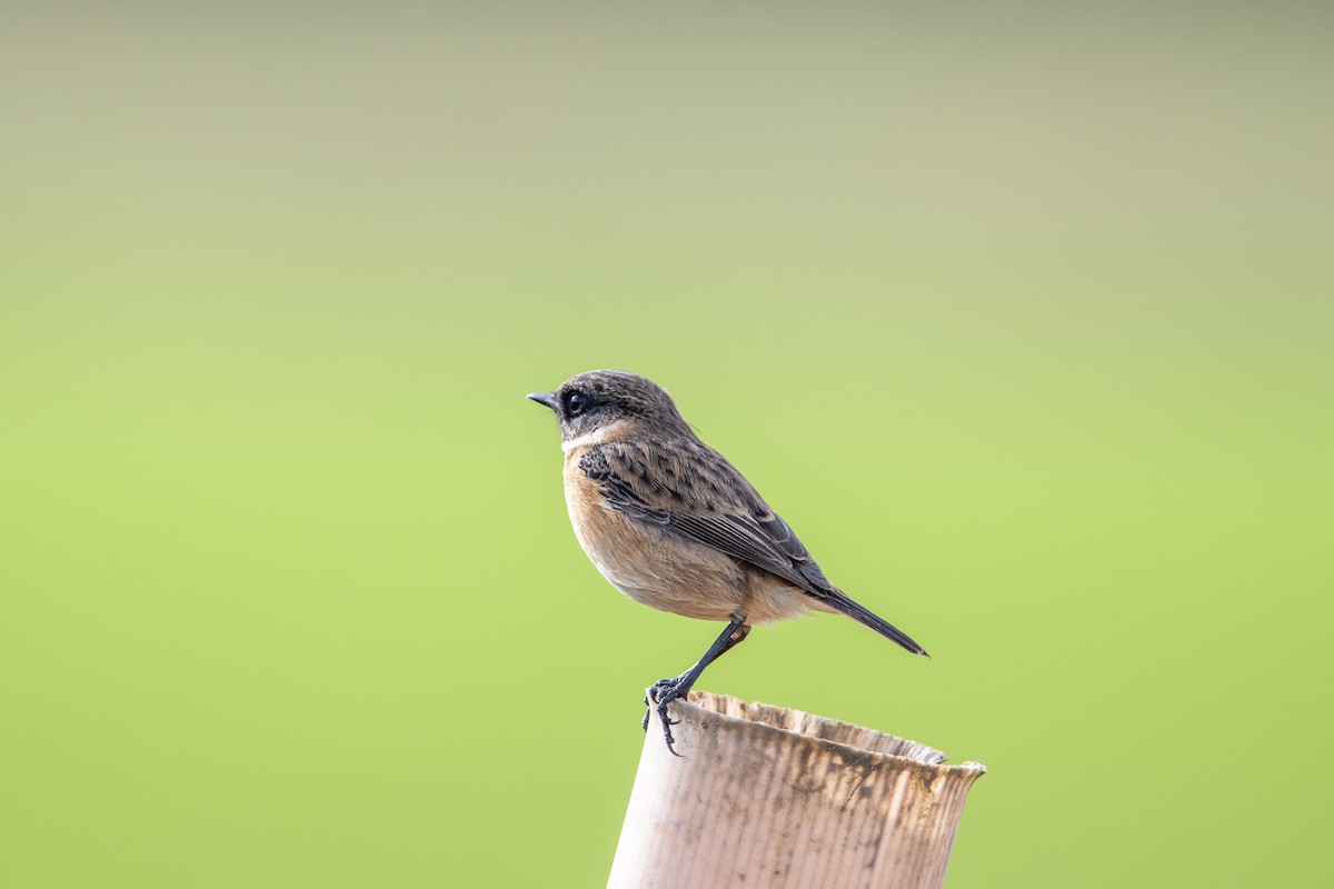 Трав'янка чорноголова - ML645163830