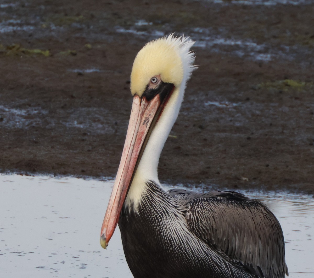 Brown Pelican - ML645163833