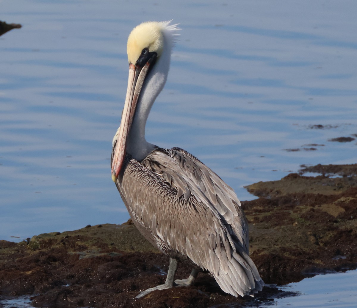 Brown Pelican - ML645163834