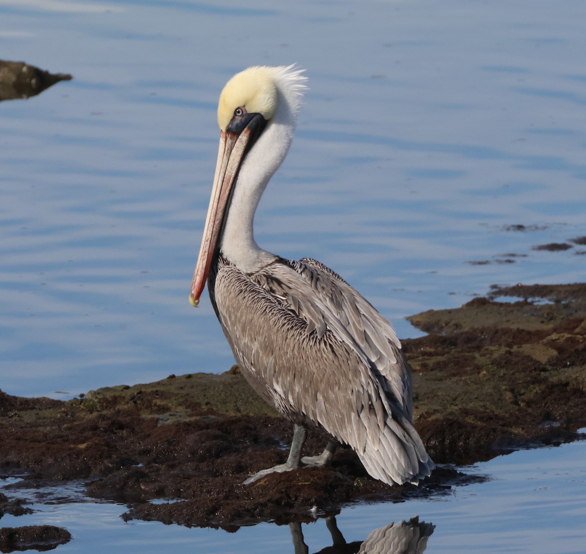 Brown Pelican - ML645163836