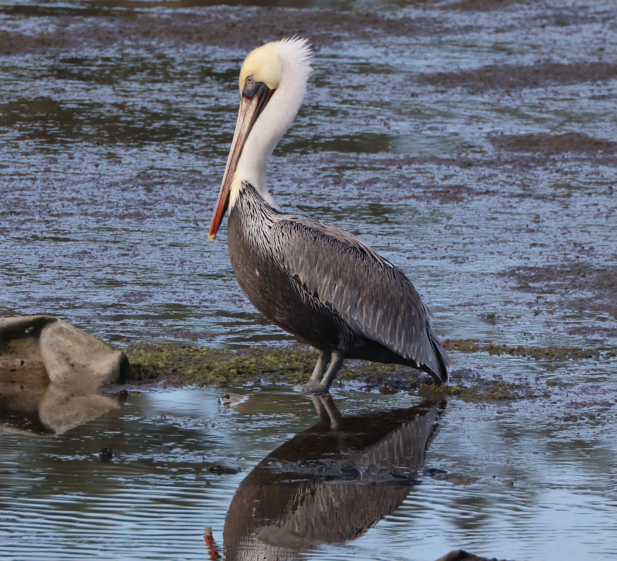 Brown Pelican - ML645163837