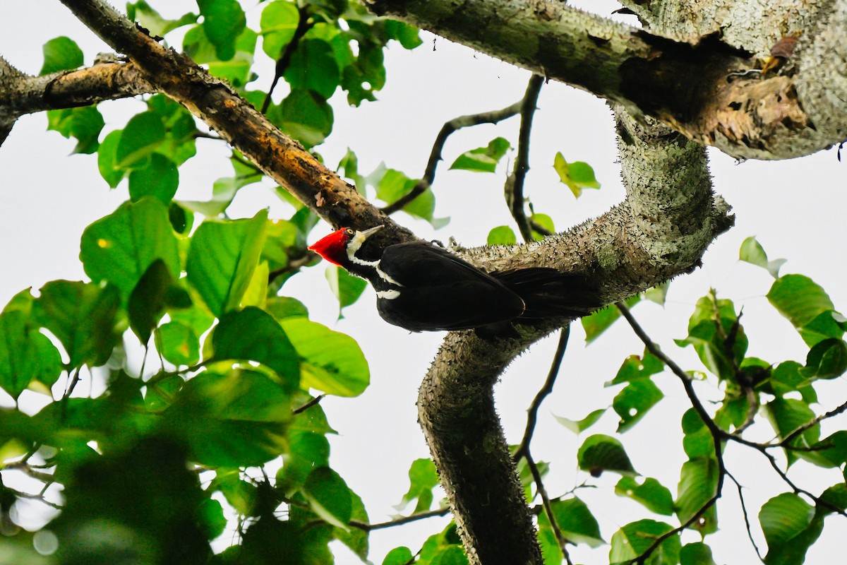 Crimson-crested Woodpecker - ML645163841