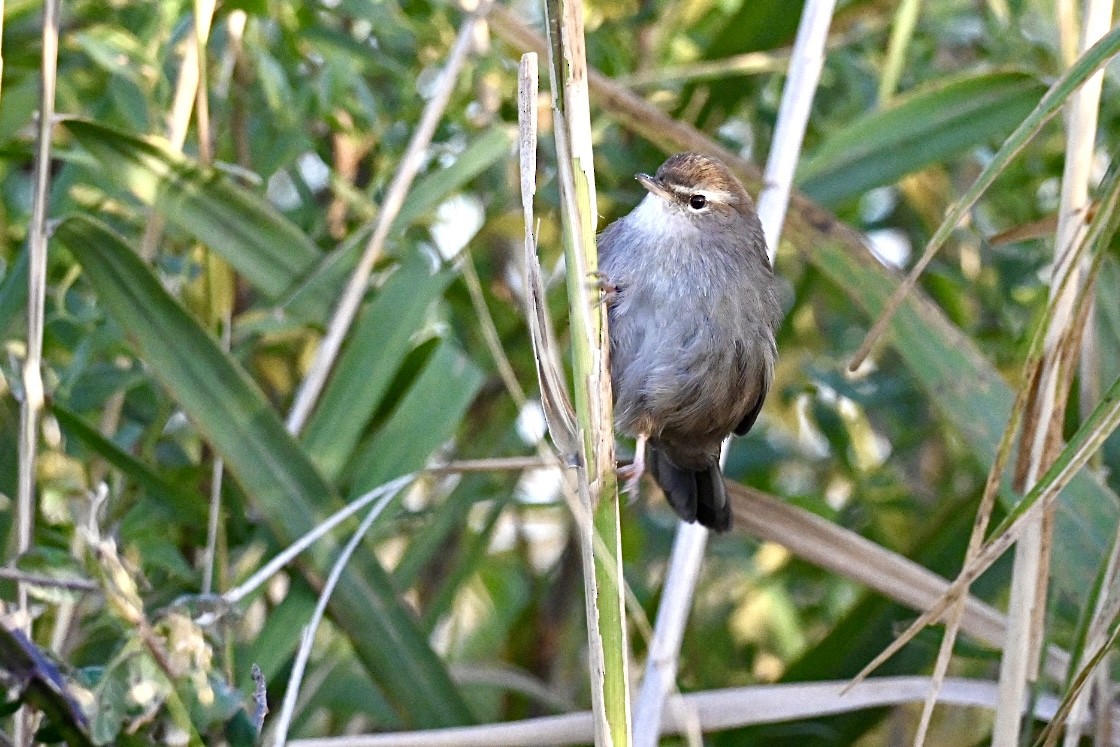 Cetti's Warbler - ML645163848