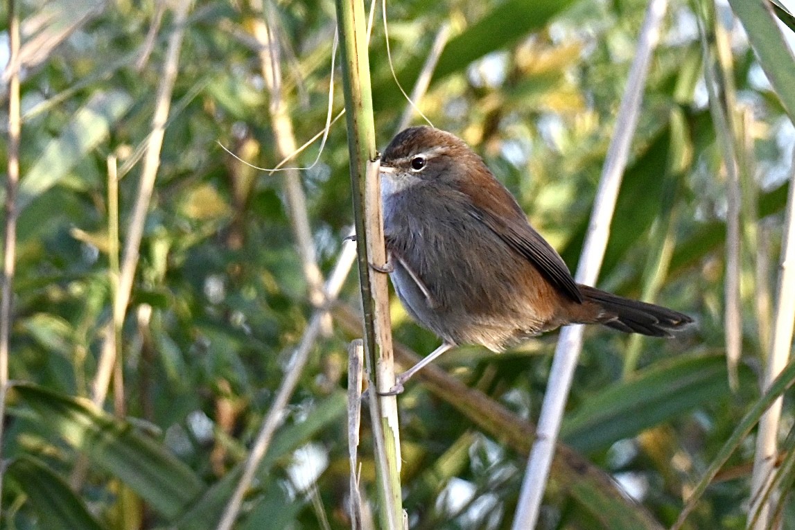 Cetti's Warbler - ML645163849