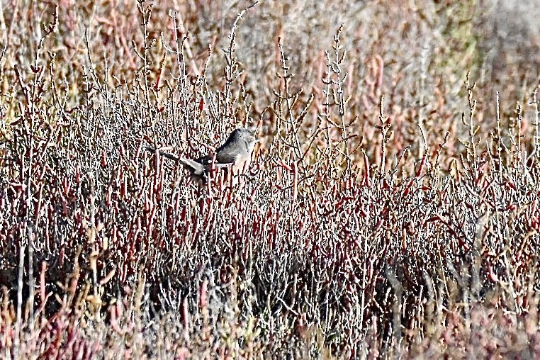 Etze-txinboa - ML645163860