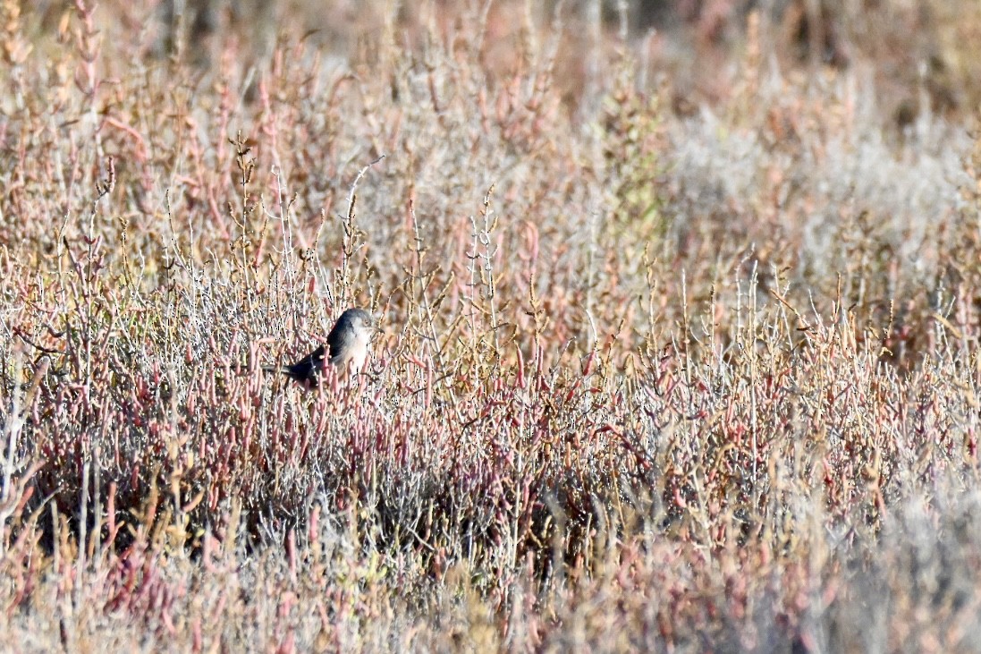 Etze-txinboa - ML645163861