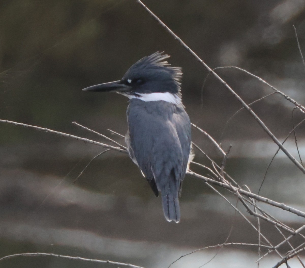 Belted Kingfisher - ML645163869