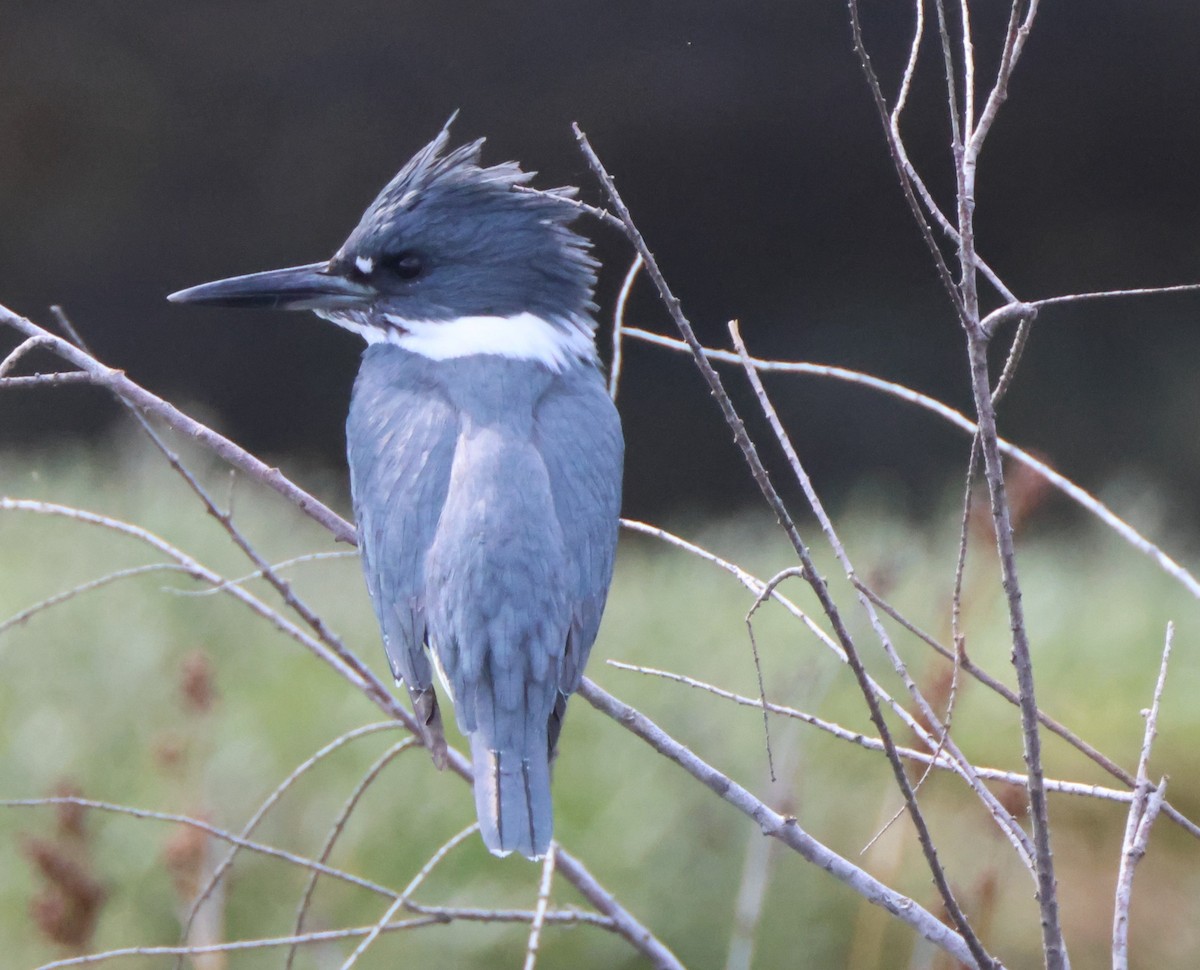Belted Kingfisher - ML645163871