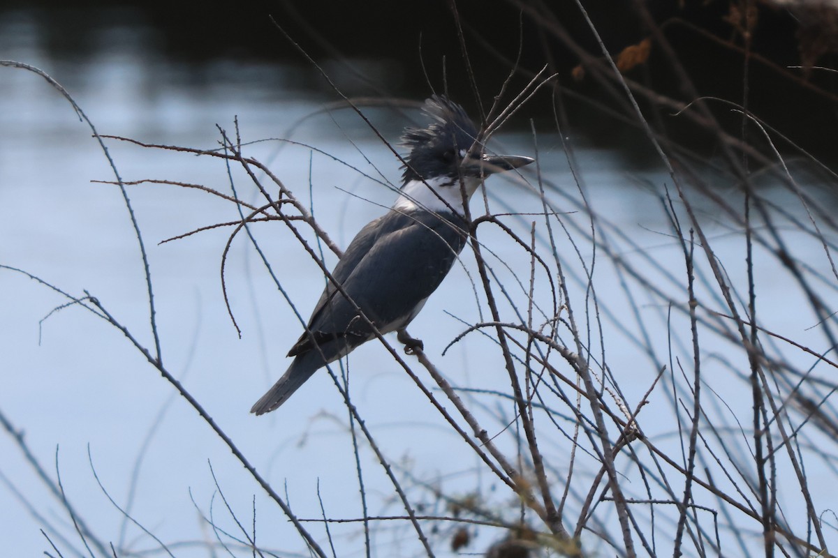 Belted Kingfisher - ML645163872