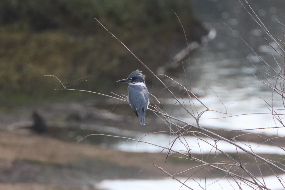 Belted Kingfisher - ML645163873
