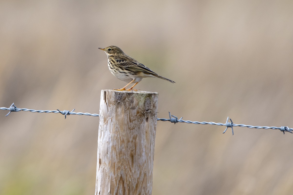 Meadow Pipit - ML645163885