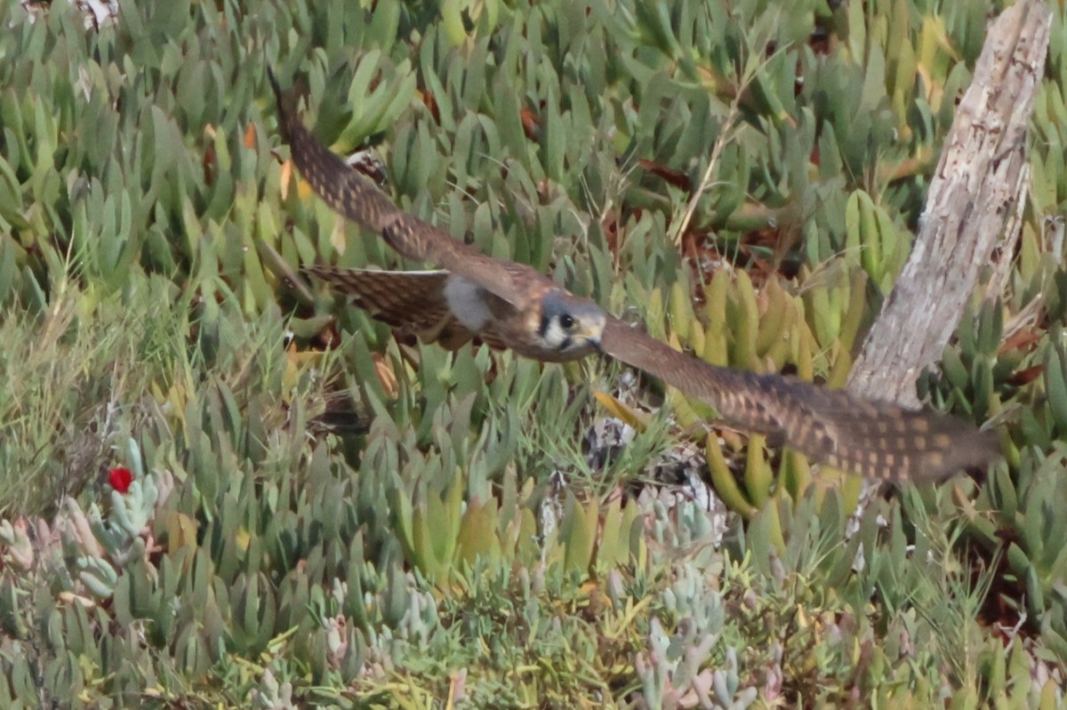 American Kestrel - ML645163886