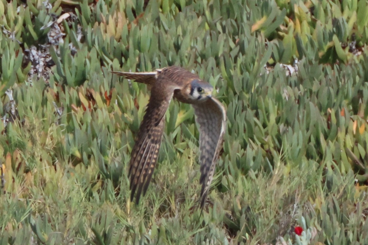 American Kestrel - ML645163887