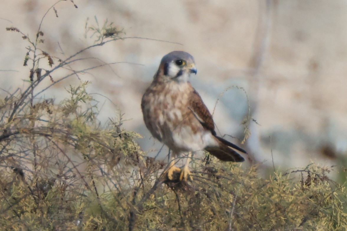 American Kestrel - ML645163888