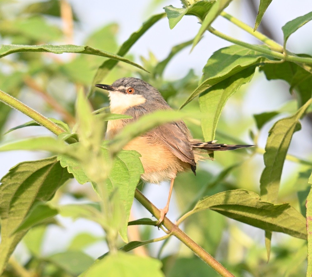 Ashy Prinia - ML645163893