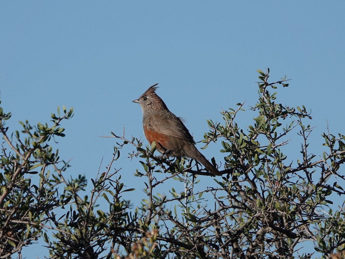 topptapakulo - ML645163896